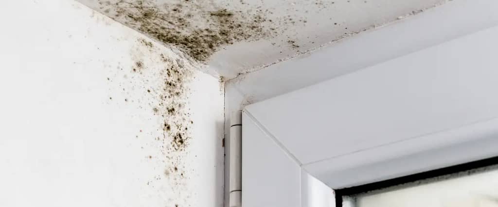 Mold growing in the upper corner of a white wall and ceiling, near a window frame.